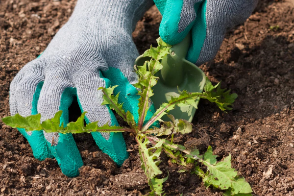 Борьба с сорняками